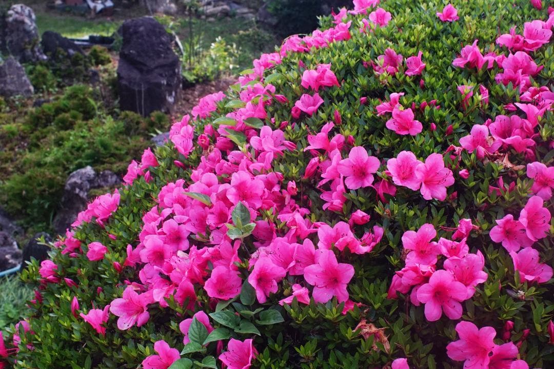 ミノルタ MINOLTA MD W.ROKKOR 28mm F2.8