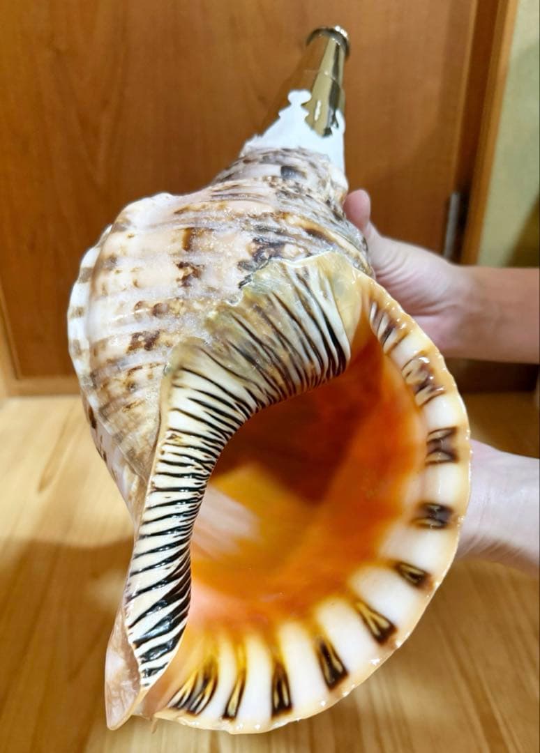 修験道法螺貝　山伏　密教　魔除け　熊よけ、❣️ホラガイ　ほら貝