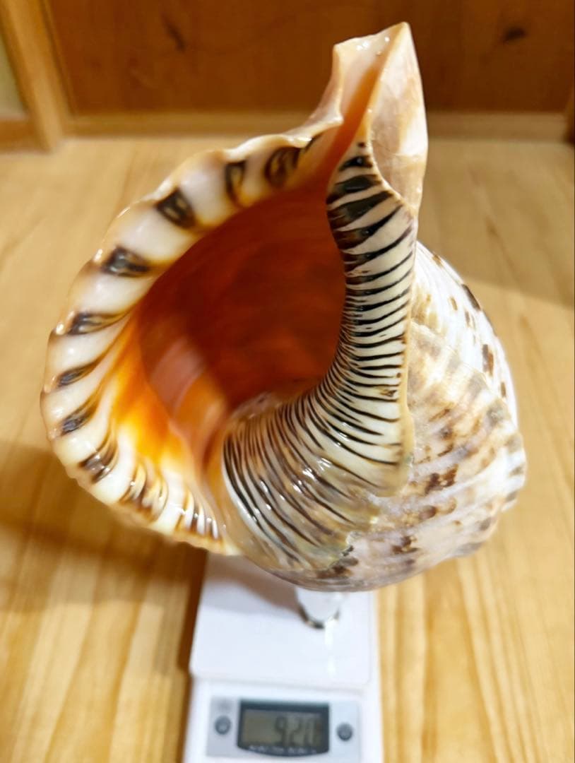 修験道法螺貝　山伏　密教　魔除け　熊よけ、❣️ホラガイ　ほら貝