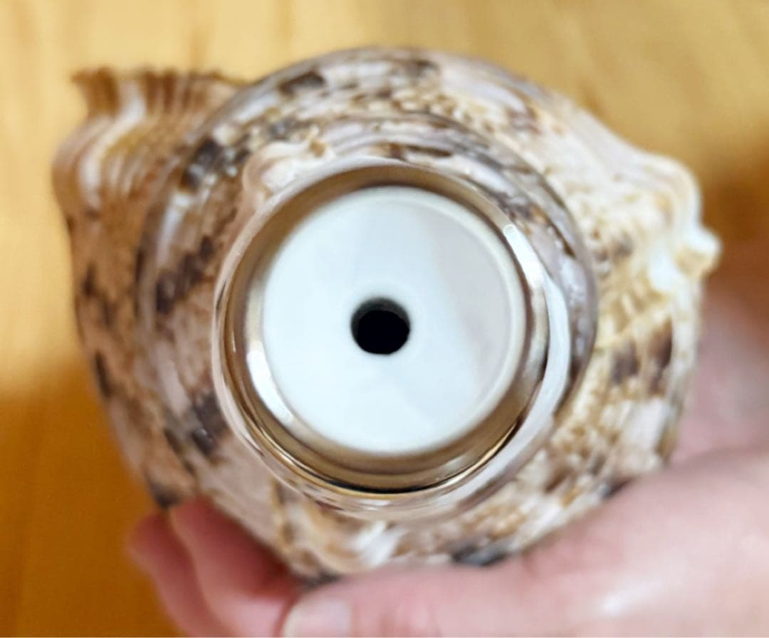 修験道法螺貝　山伏　密教　魔除け　熊よけ、❣️ホラガイ　ほら貝