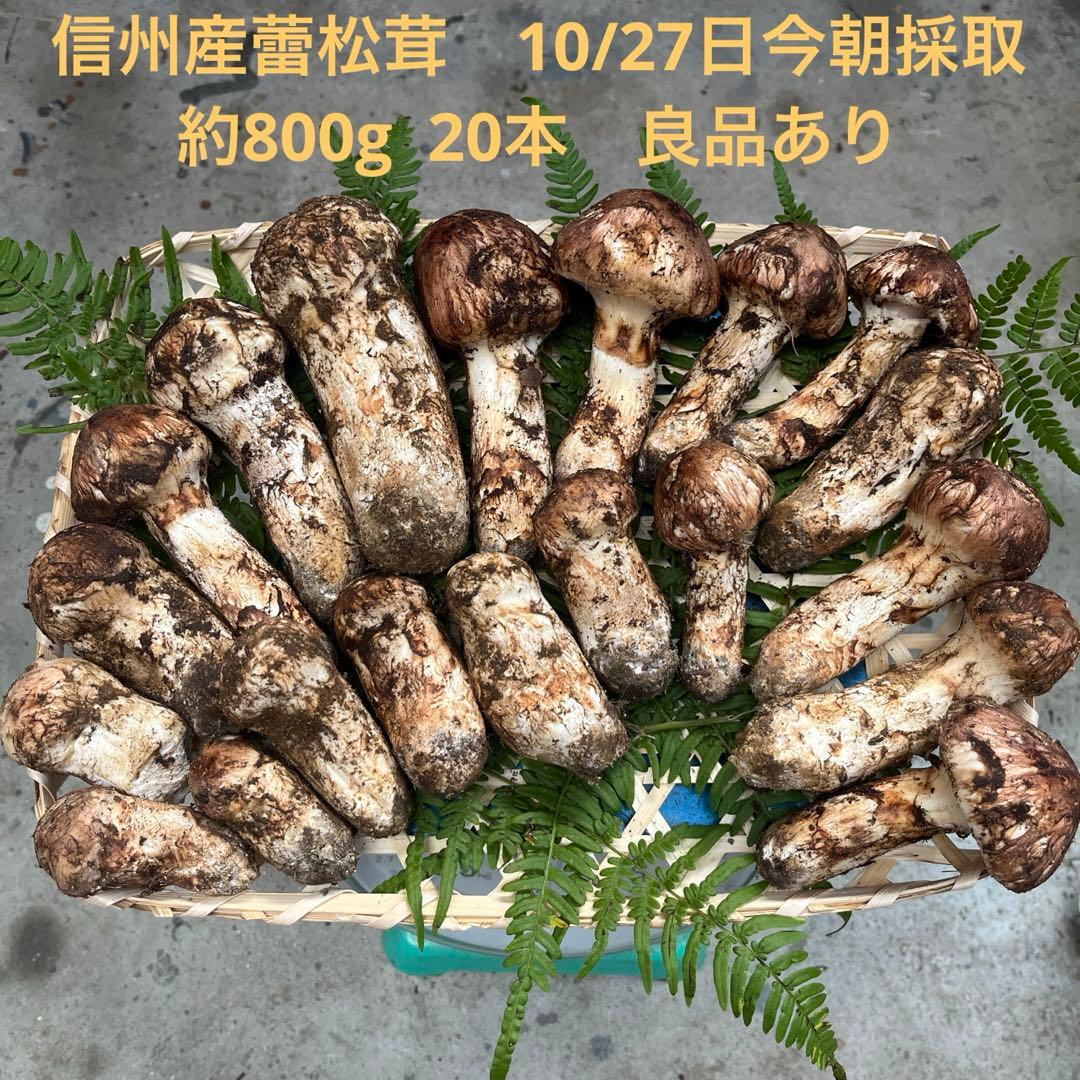 信州産　蕾松茸　約800g 10/27日　朝採取