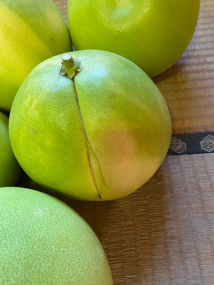 チャンドラポメロ　訳あり　20kg