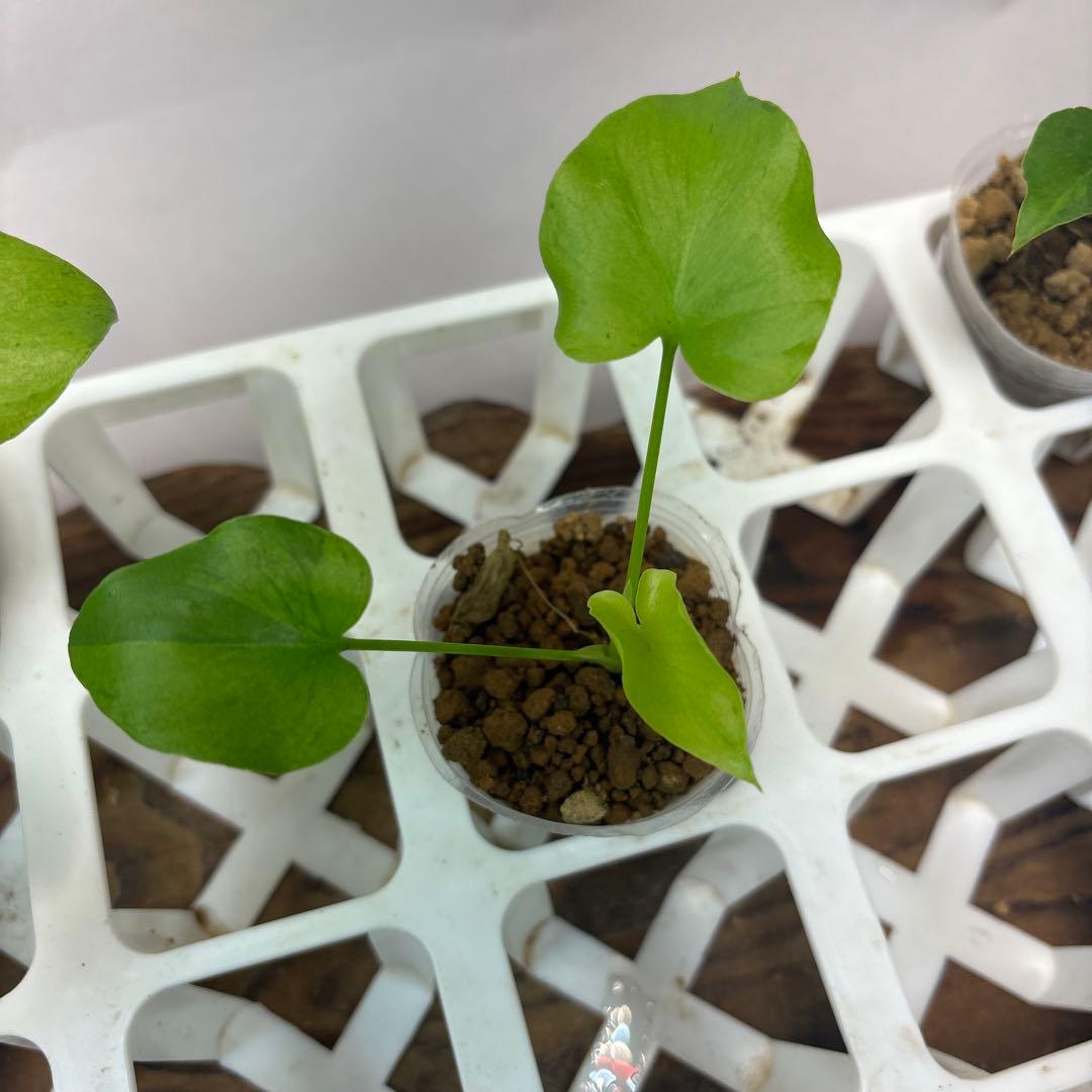 ト*)様 5株セットms39フィロデンドロン・セローム・斑入り　希少品種　観葉植