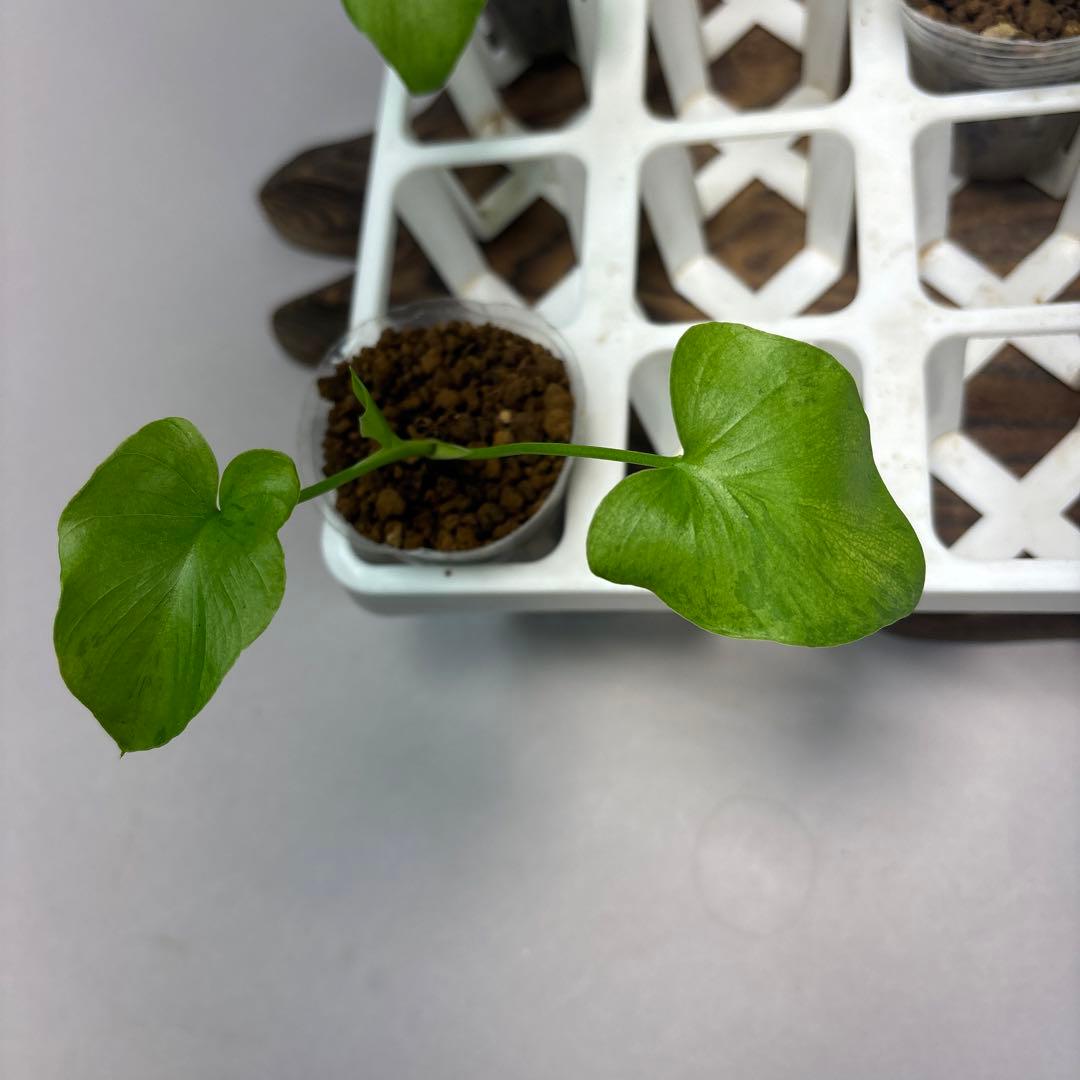 ト*)様 5株セットms39フィロデンドロン・セローム・斑入り　希少品種　観葉植