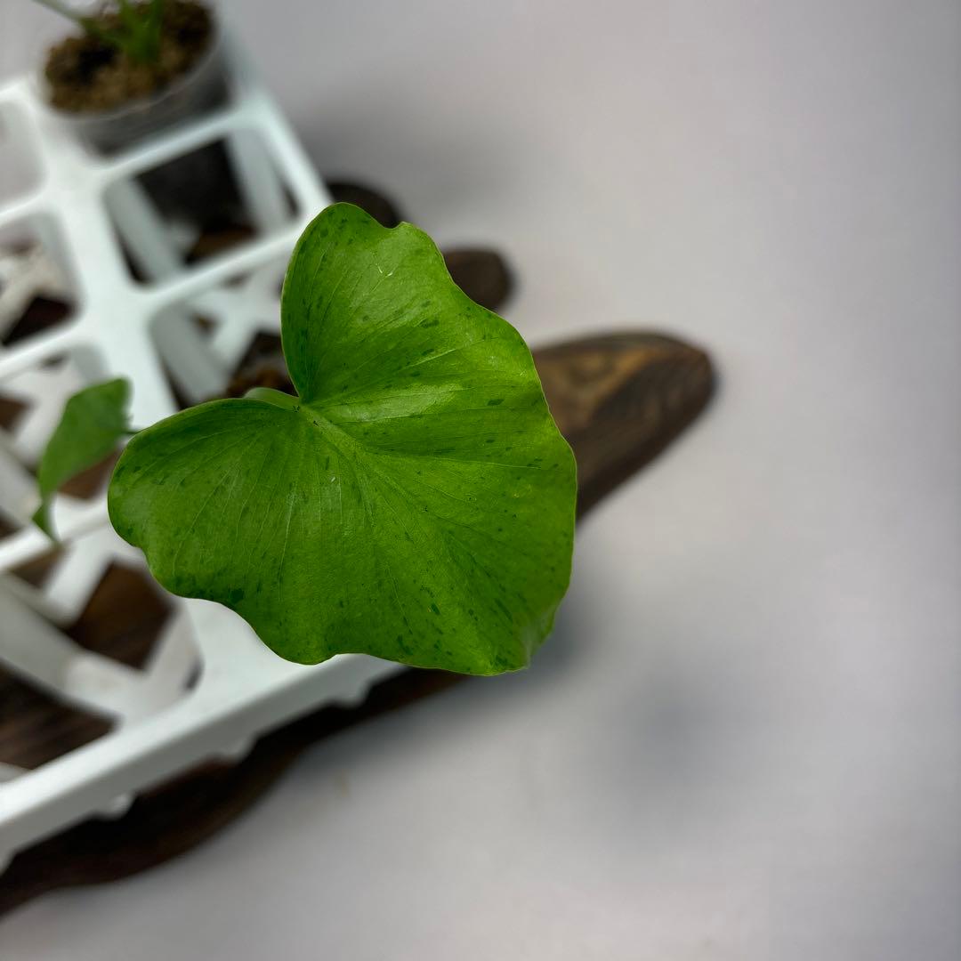 ト*)様 5株セットms39フィロデンドロン・セローム・斑入り　希少品種　観葉植