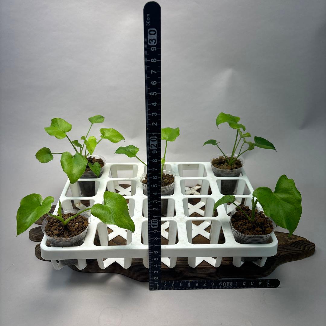 ト*)様 5株セットms39フィロデンドロン・セローム・斑入り　希少品種　観葉植