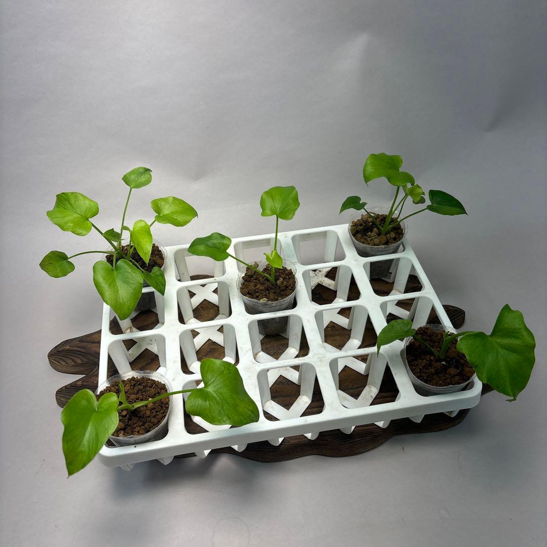 ト*)様 5株セットms39フィロデンドロン・セローム・斑入り　希少品種　観葉植