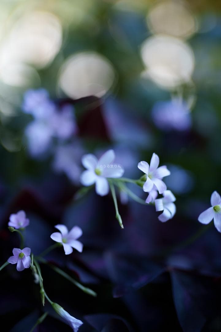 Dyz様　極美品！現代最高の50mm！SONY FE 50mm F1.2 GM