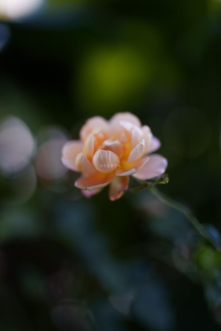 Dyz様　極美品！現代最高の50mm！SONY FE 50mm F1.2 GM