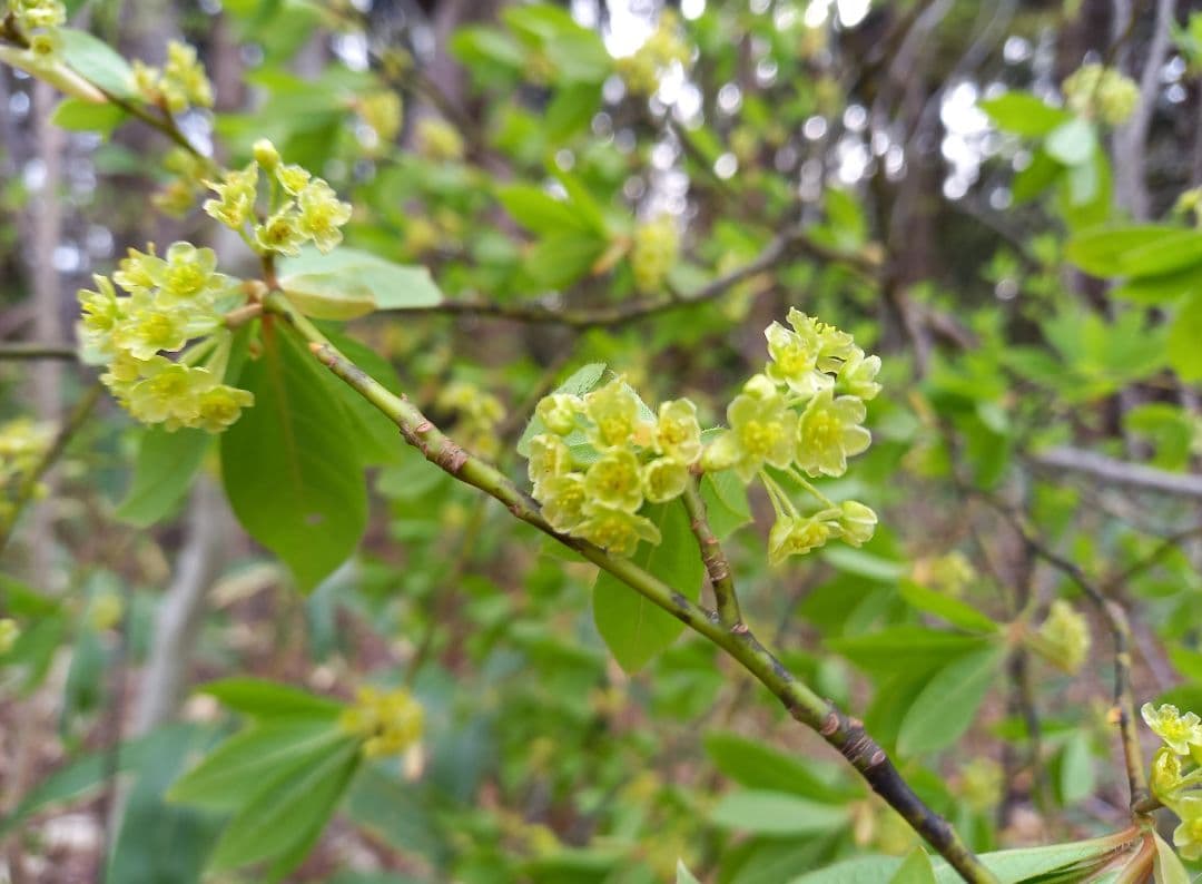 【Jun】乾燥クロモジ120g×10袋＊花・若葉・枝MIX