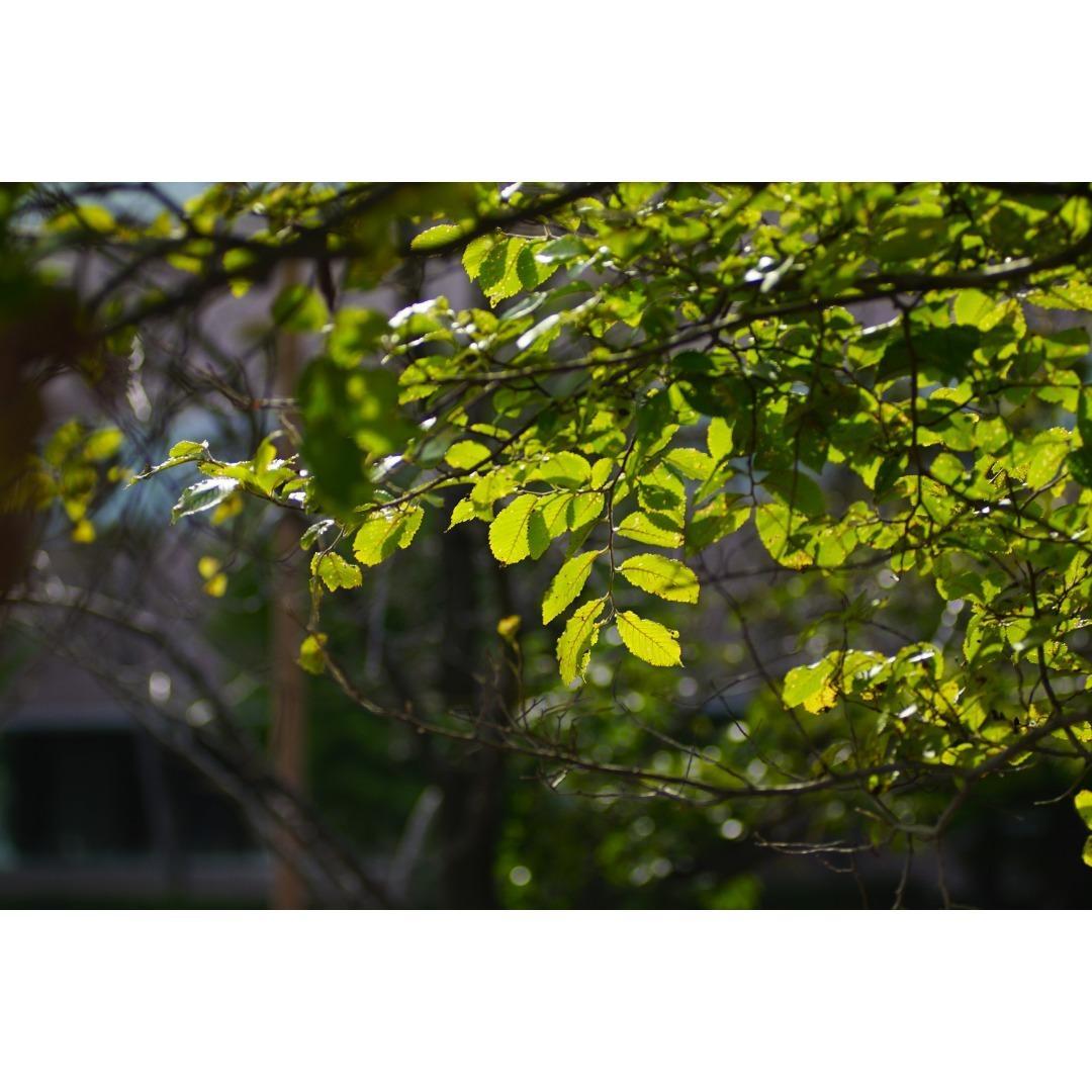 【良品/作例】Nikon AF NIKKOR 80-200mm f2.8 ED