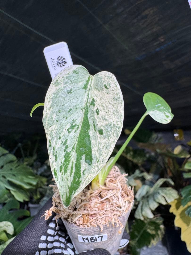 MB17モンステラ　デリシオーサ　ベトシオーサ　2寸ポリポット　ネコポス発送
