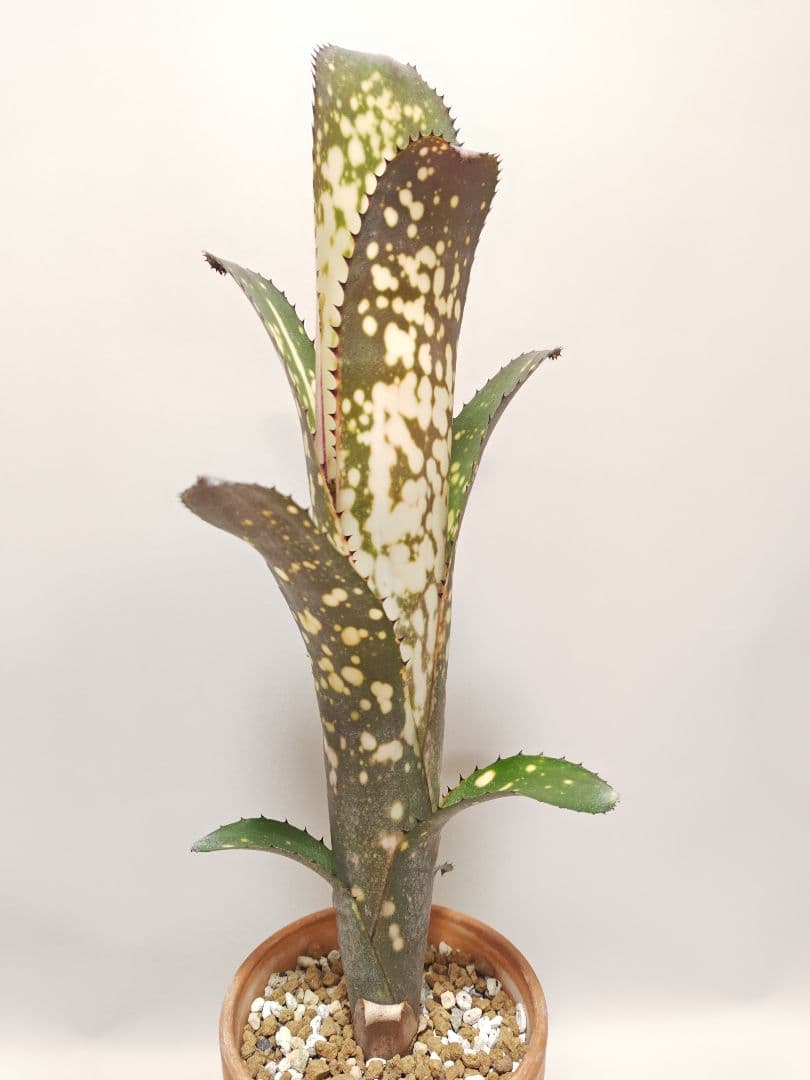 ビルベルギア　メリーモナーク