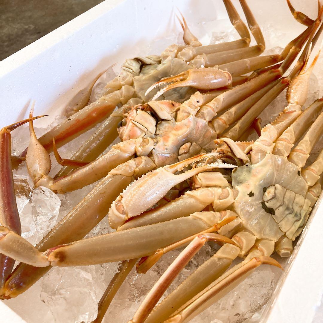 茹でたて発送！解禁！【８００ｇアップ１ハイ】越後・本ズワイカニ