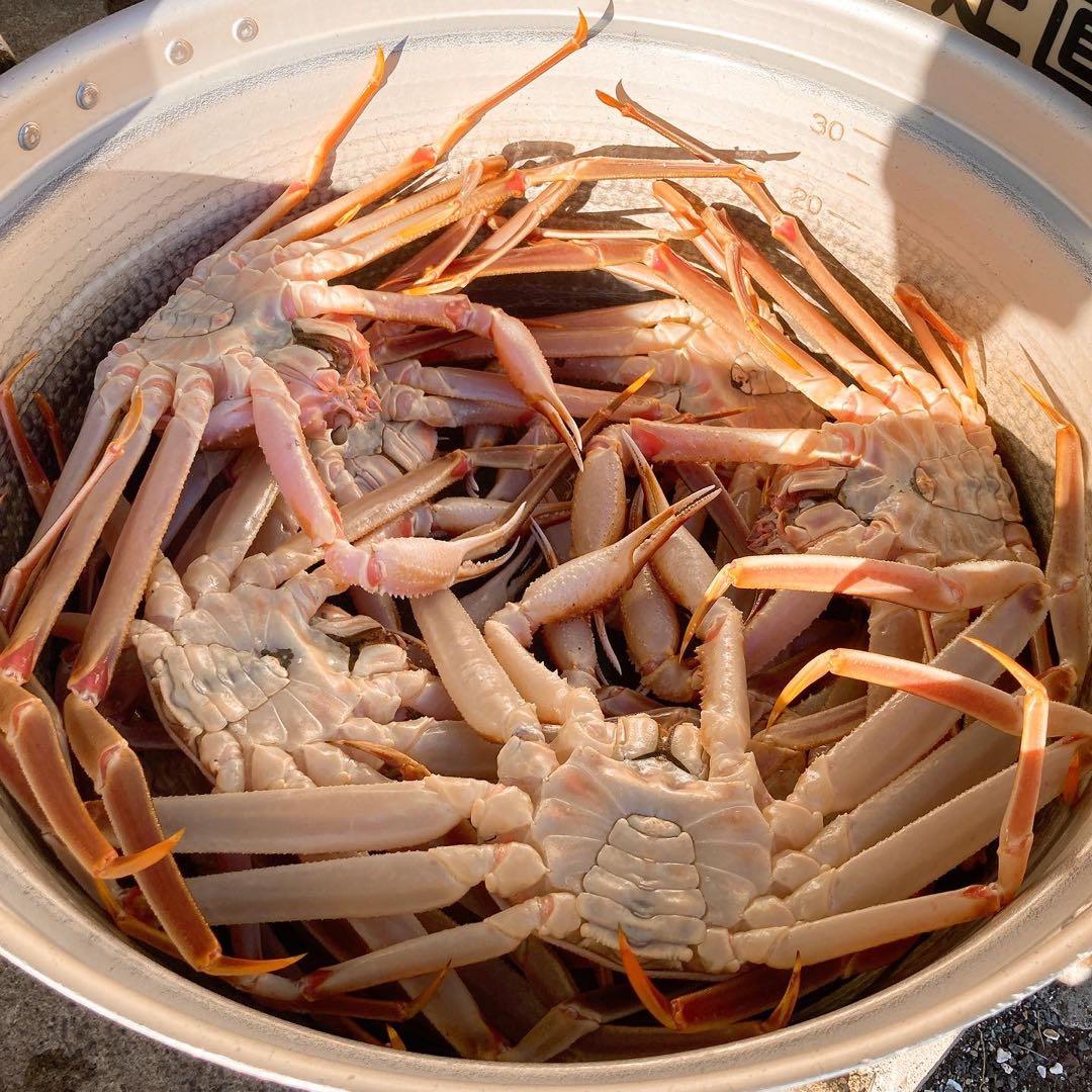 茹でたて発送！解禁！【８００ｇアップ１ハイ】越後・本ズワイカニ