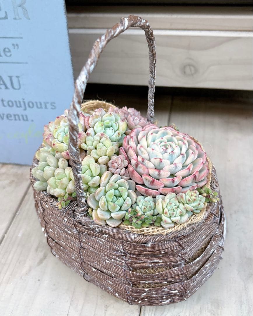 専用ページ　　多肉植物　寄せ植え　かご　·͜· ꕤ︎︎