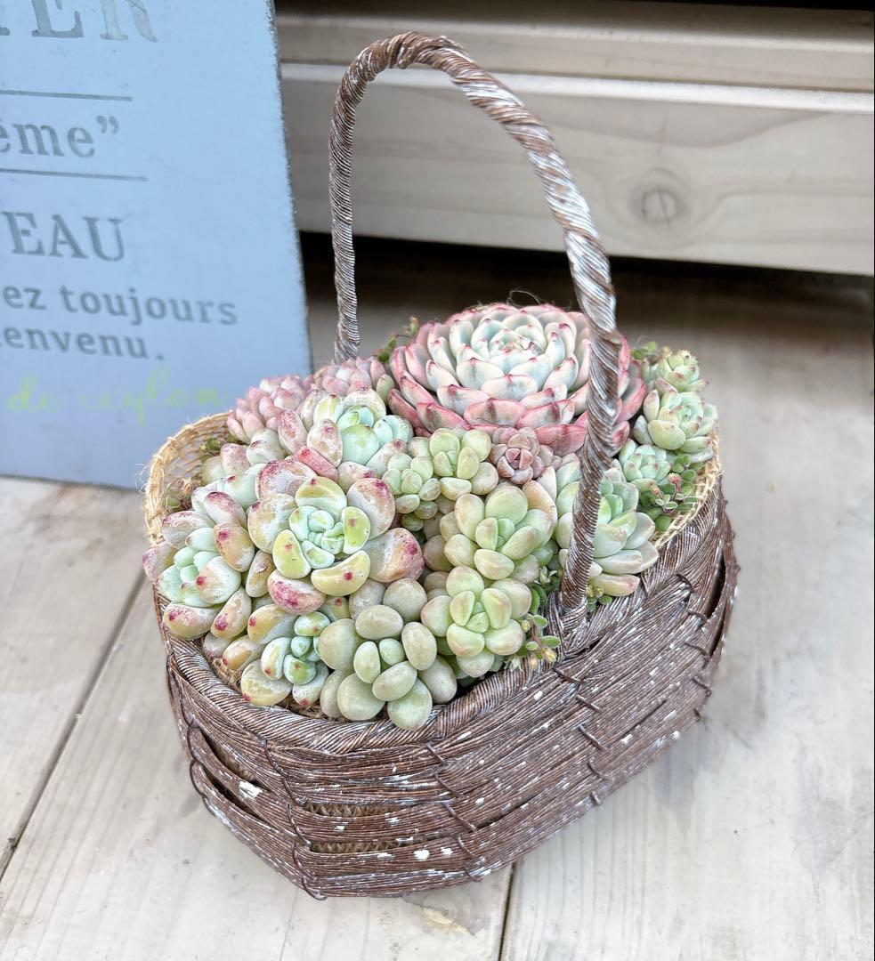 専用ページ　　多肉植物　寄せ植え　かご　·͜· ꕤ︎︎