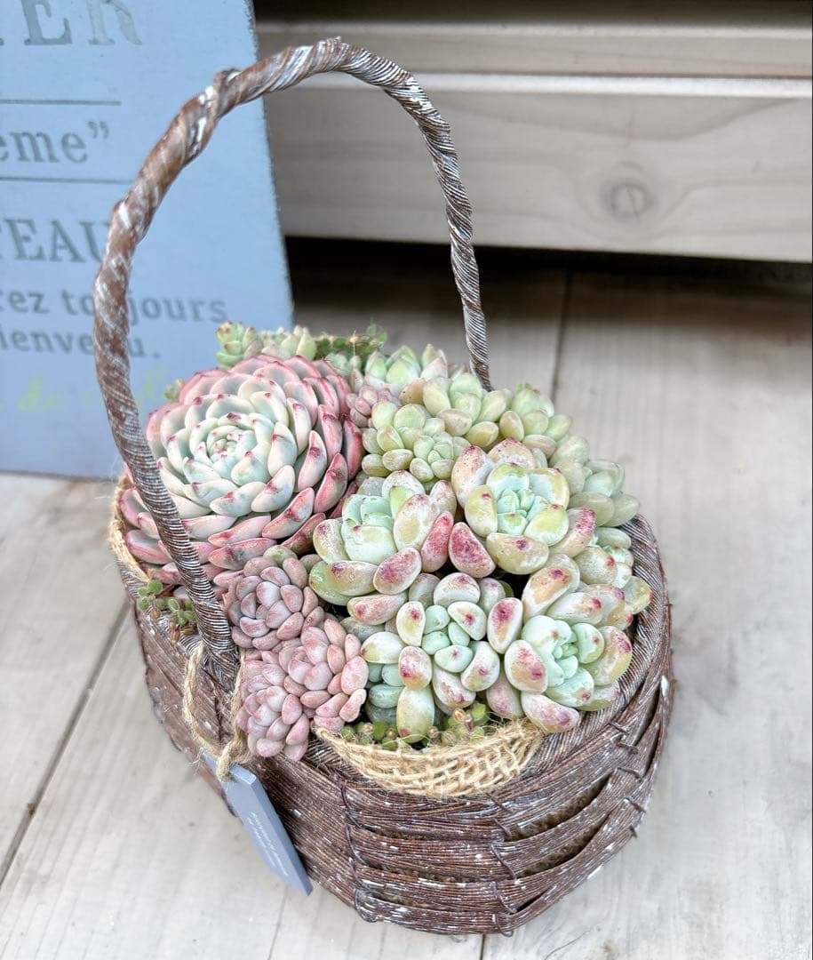 専用ページ　　多肉植物　寄せ植え　かご　·͜· ꕤ︎︎