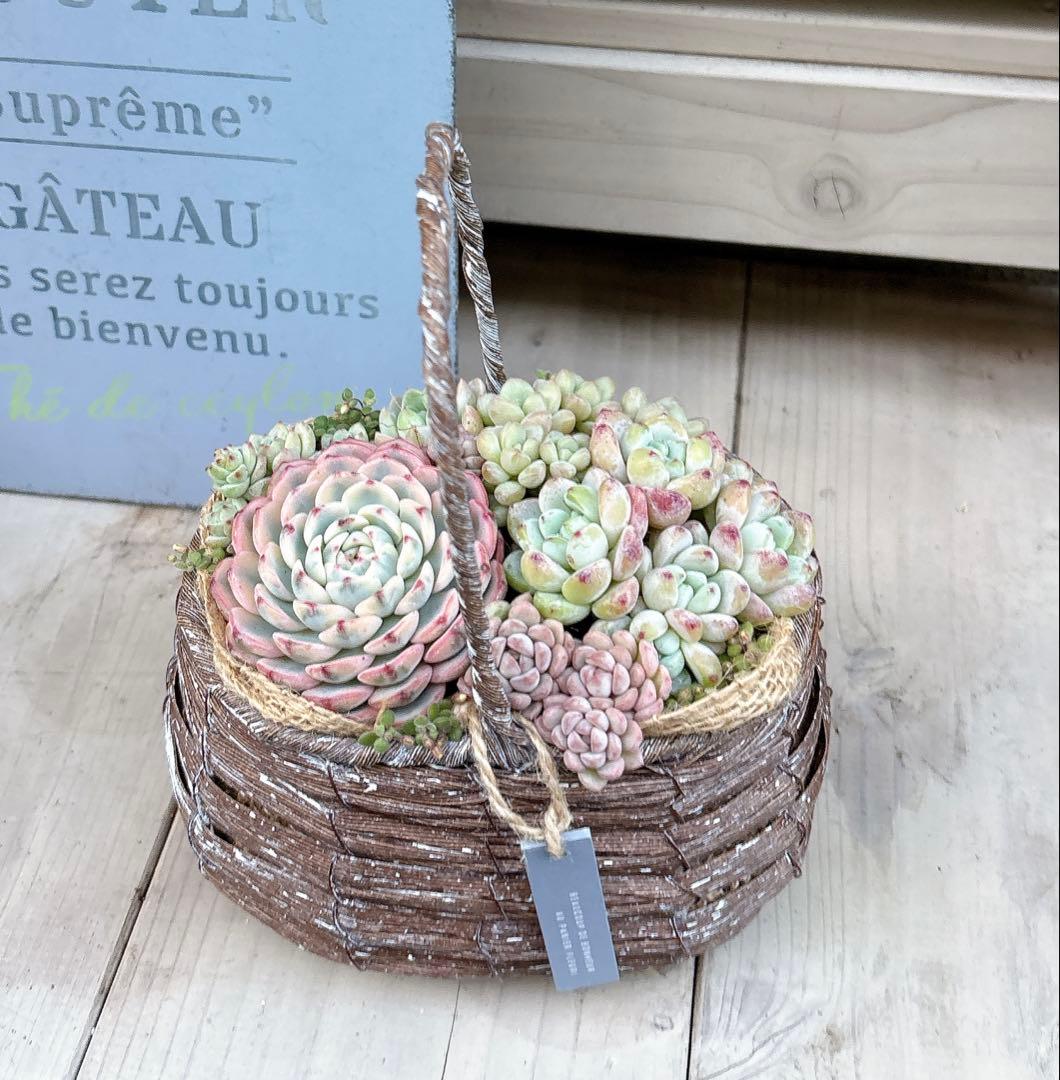 専用ページ　　多肉植物　寄せ植え　かご　·͜· ꕤ︎︎