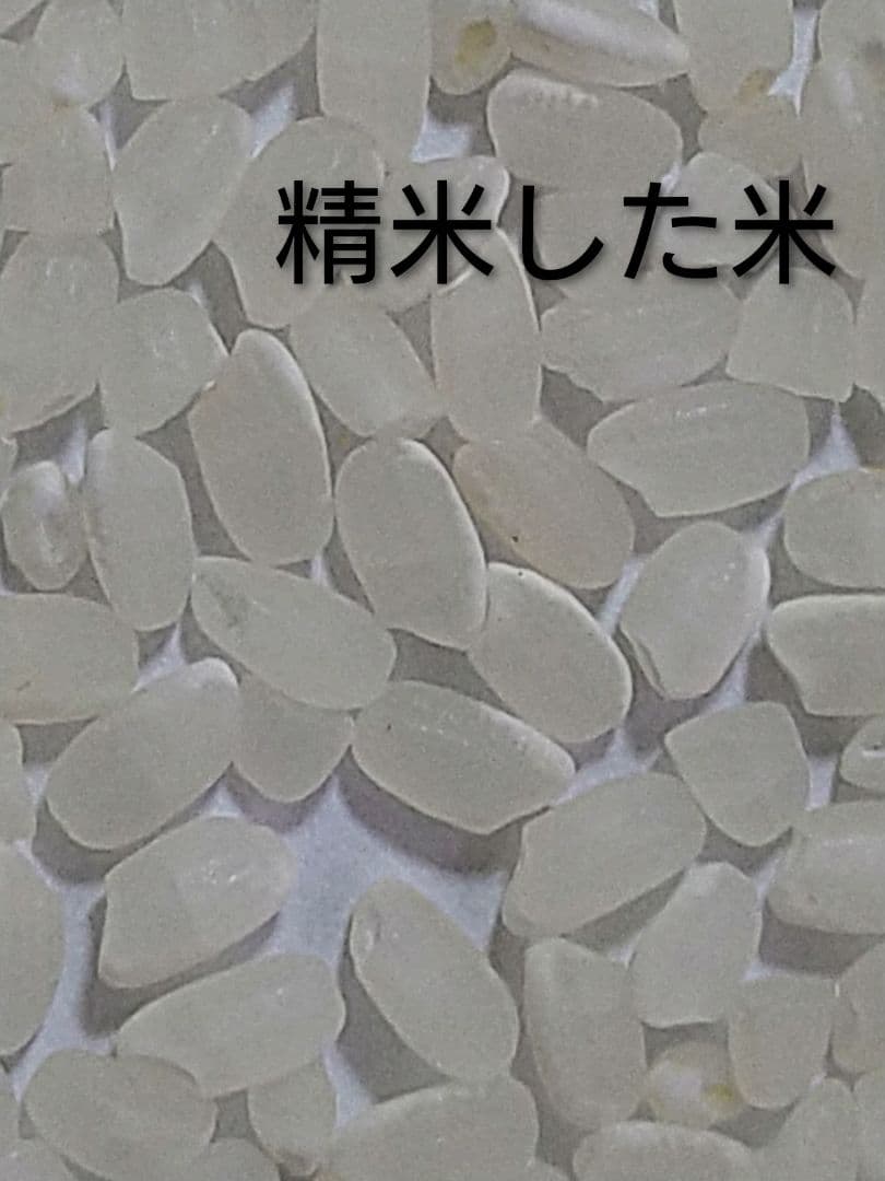 特別栽培米ひとめぼれ９kg　米粒成長期の農薬不使用、化学肥料半減