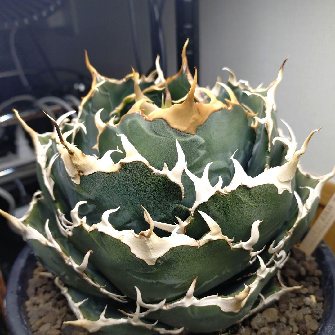 アガベ チタノタ 白鯨 WW3 コレクション株 いいね不要