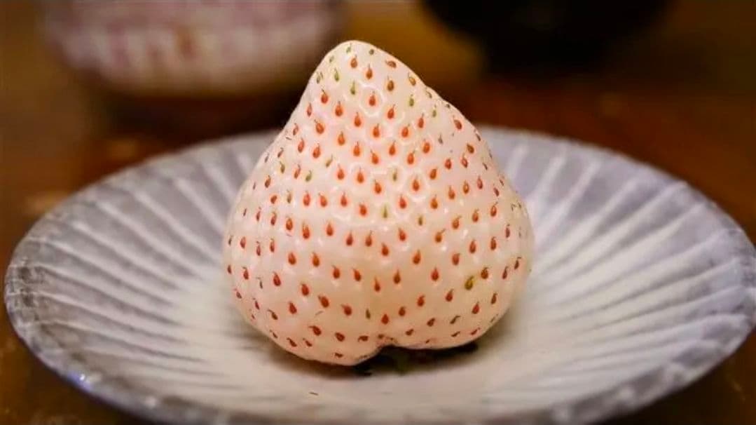 佐賀産【凛々 天使のイチゴ】4~5L特大粒!! 化粧箱入 12粒 15箱専用