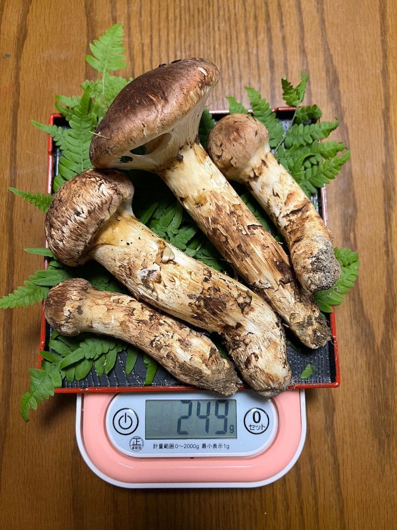 岩手県産　天然松茸　 249g　②