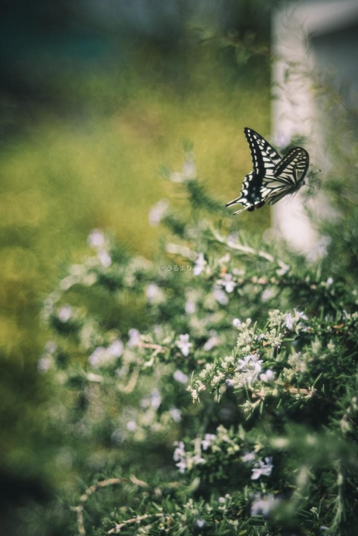 格安！バブルボケ！Meyer TRIOPLAN 100mm F2.8 ゼブラ