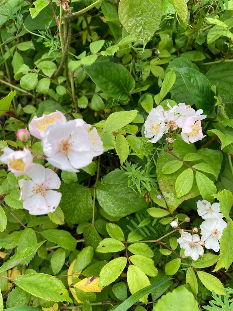 KOUMEANRIさま専用　ニホンミツバチ生ハチミツ　1120g