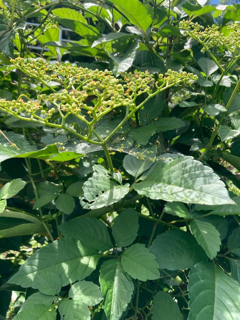 KOUMEANRIさま専用　ニホンミツバチ生ハチミツ　1120g