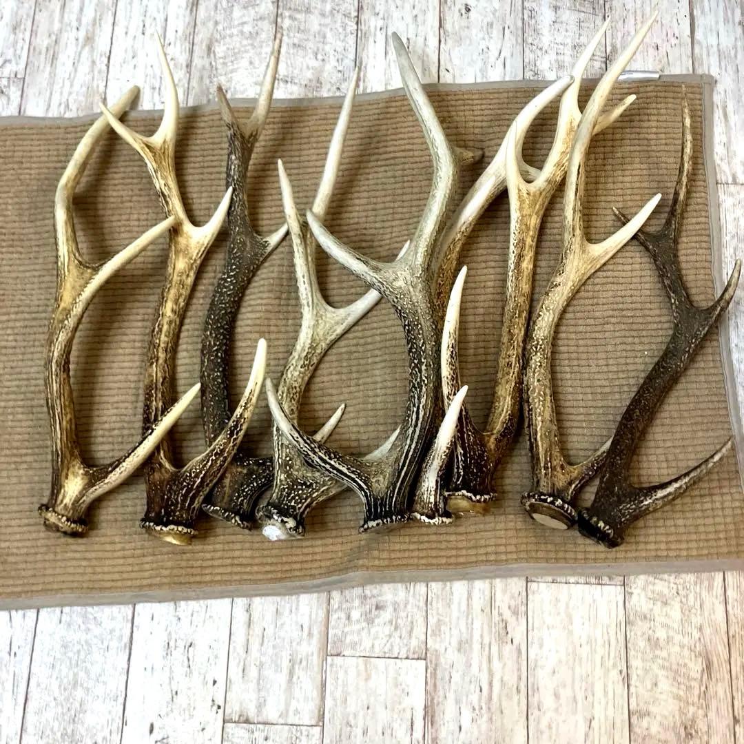 鹿の角 まとめて9本セット　日本鹿