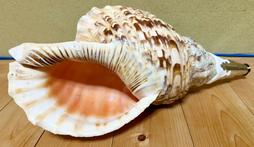 特大肉厚44㎝修験道法螺貝 山伏