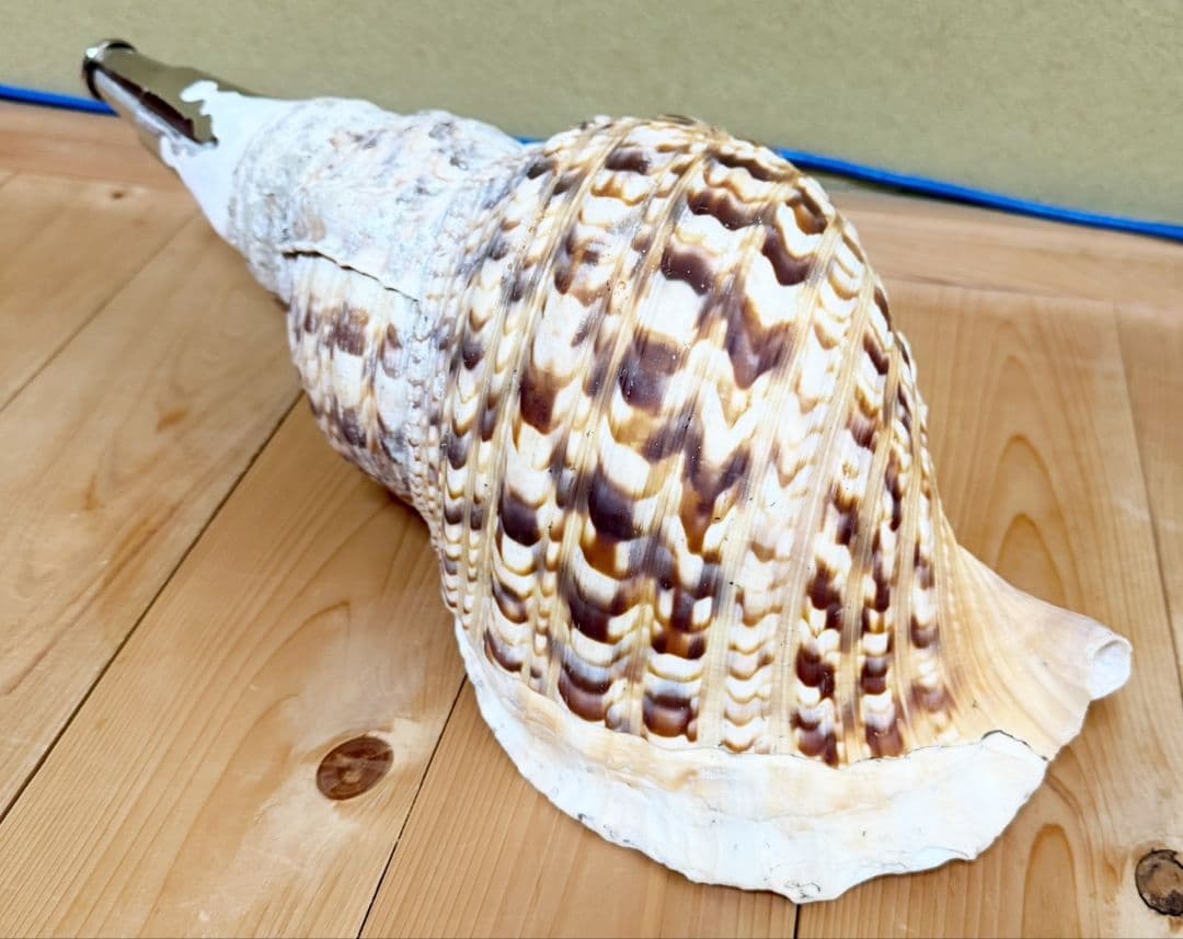 特大肉厚44㎝修験道法螺貝 山伏