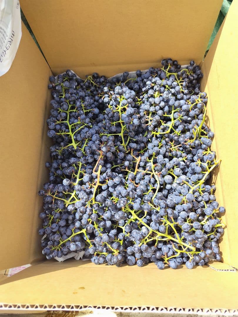 信州産醸造用山葡萄10kg
