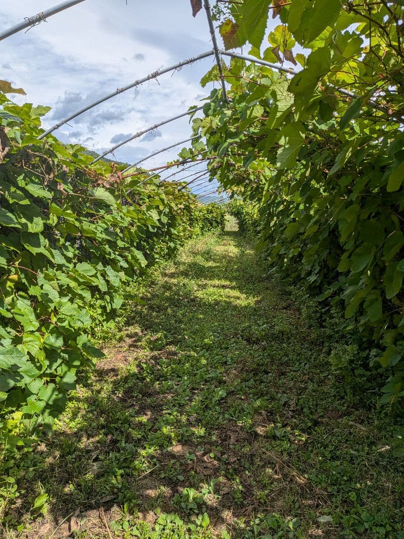信州産醸造用山葡萄10kg