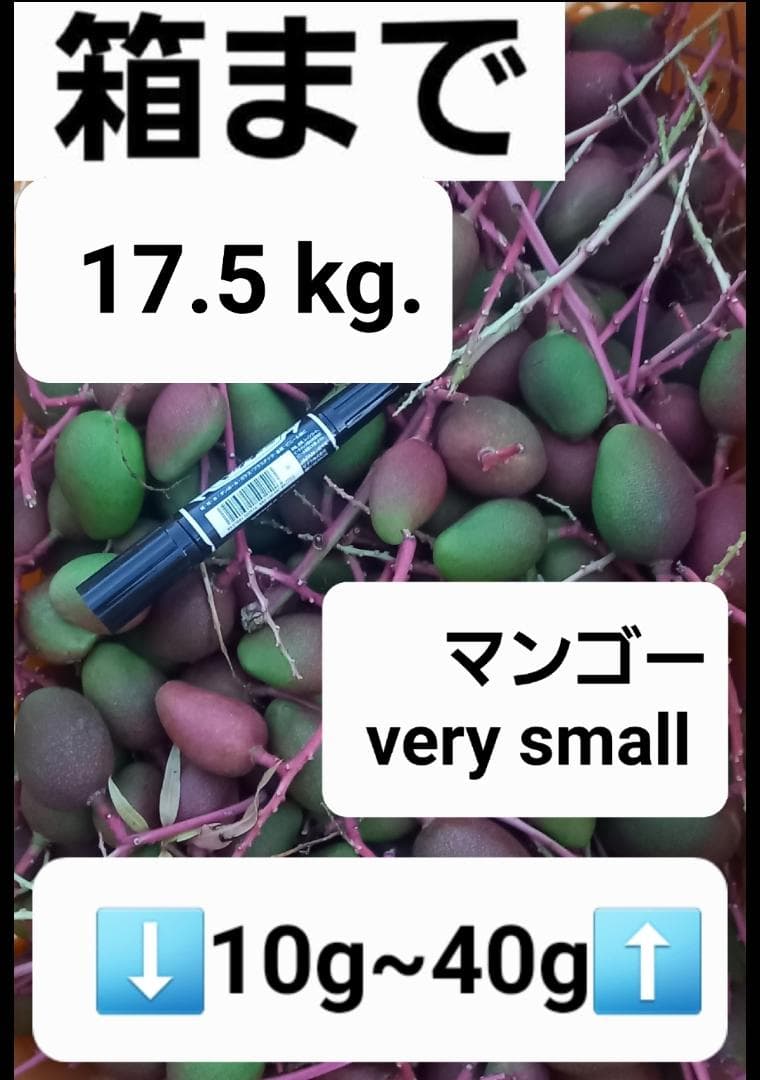 マンゴー+摘果 / 17.5 kg including box