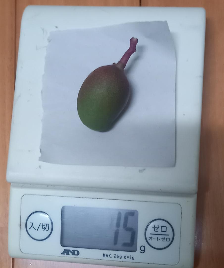 マンゴー+摘果 / 17.5 kg including box