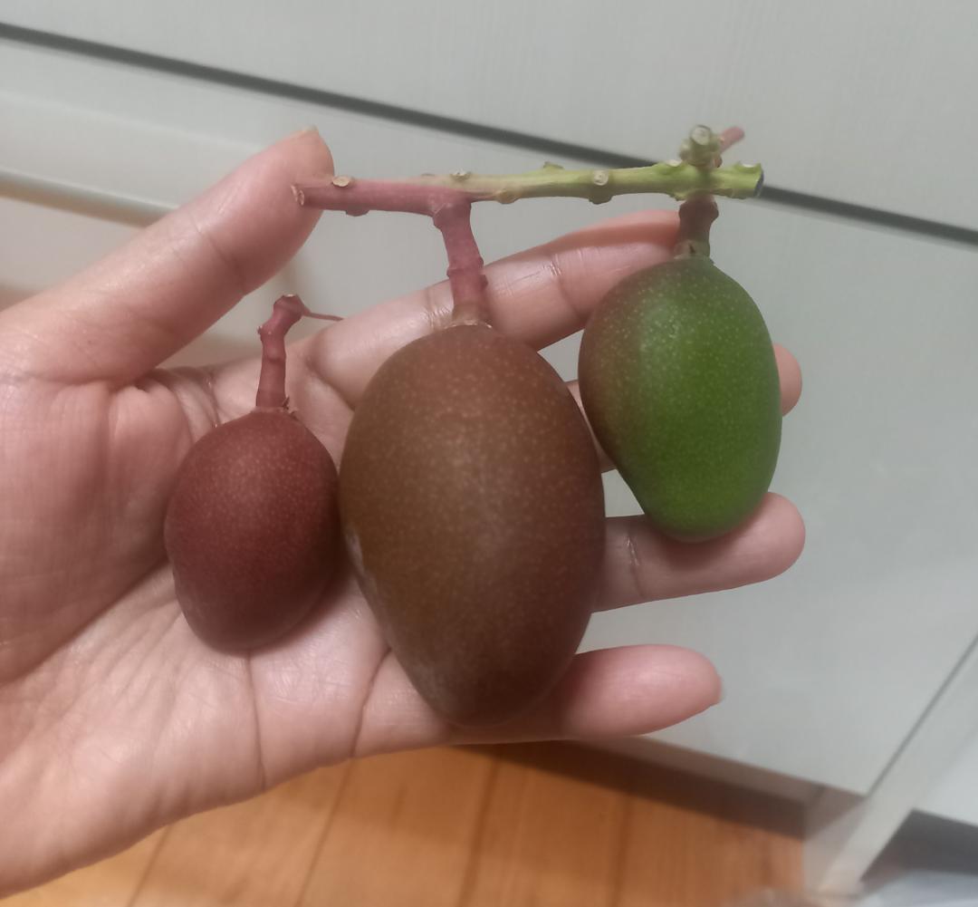 マンゴー+摘果 / 17.5 kg including box