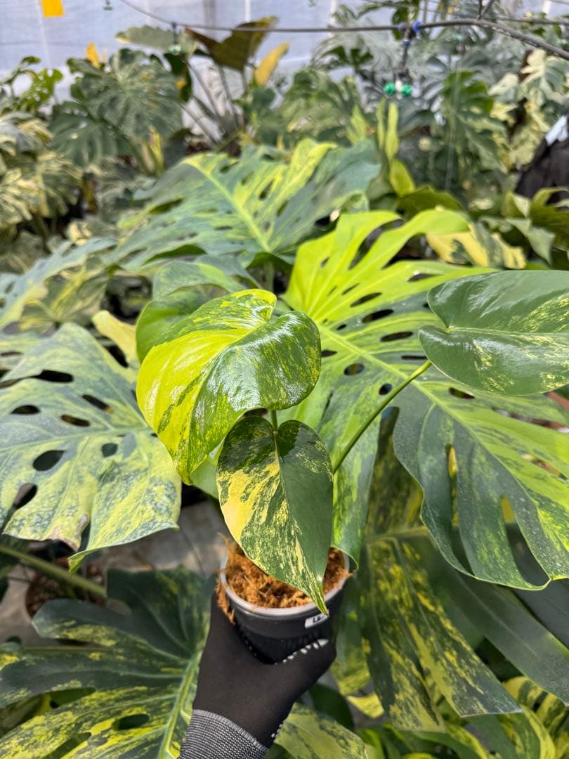 12モンステラ　イエローマリリン　黄斑入り
