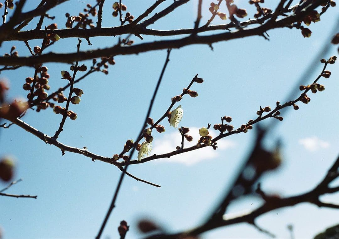 キャノンAE1とレンズ