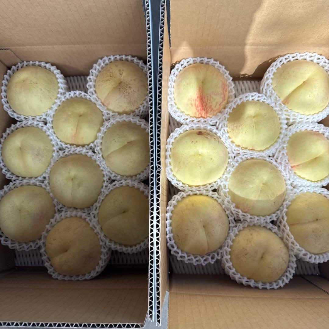 シーエックス　二箱