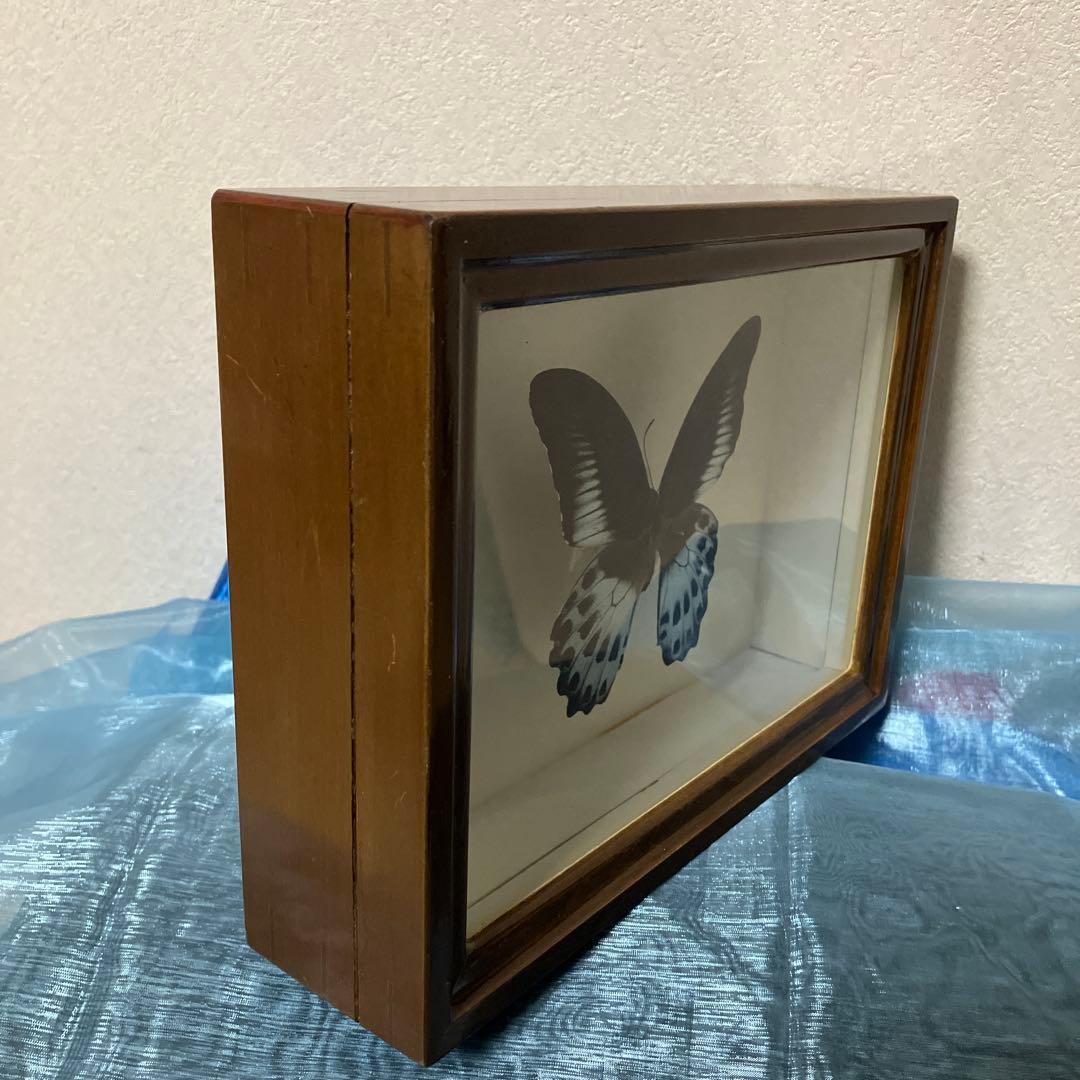 テンジクアゲハ