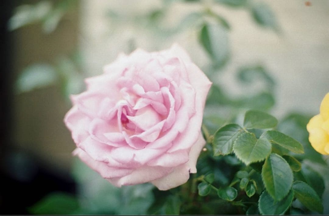 Nikon F3 フィルムカメラ Nikkor 50mmレンズセット