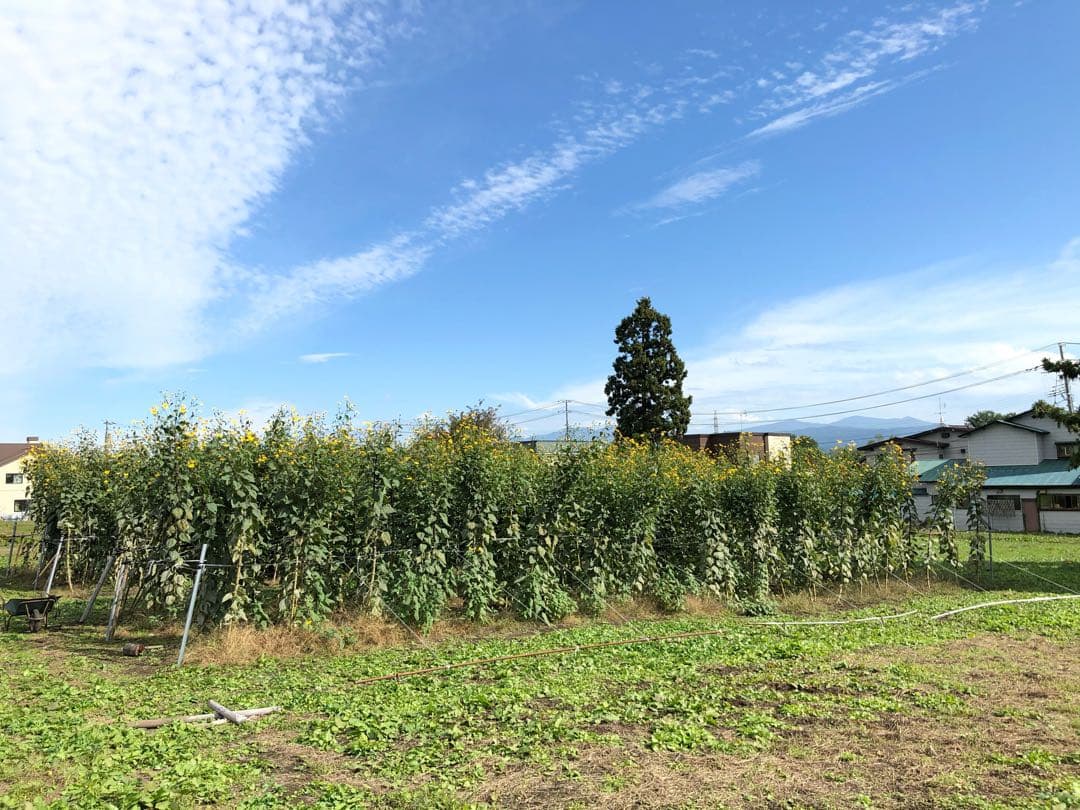 春くん　青森県産　紫菊芋　箱込み約20kg 栽培期間中農薬不使用