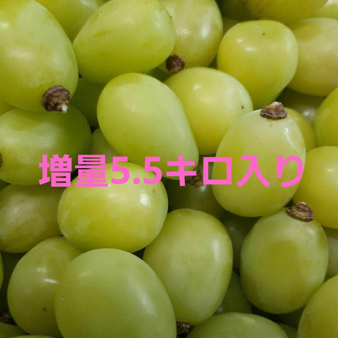 シャインマスカット徳用5.5キロ入りの粒バック入りになります。
