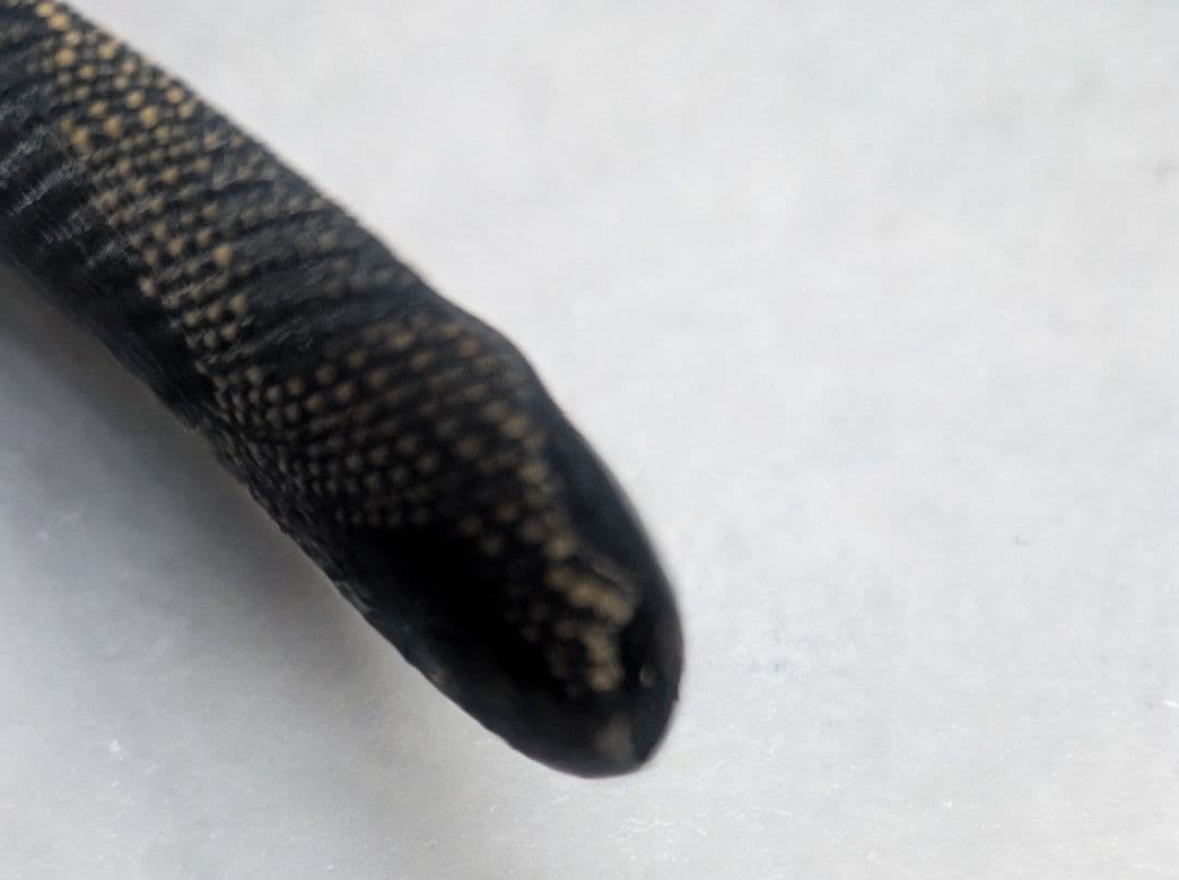 FENDI ズッカ ロゴ カチューシャ ヘアアクセサリー ブラウン