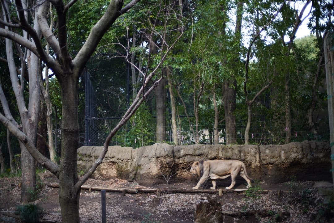 【動作確認済良品】Nikon Ai 50mm f1.4 初期保証&純正付属品付き