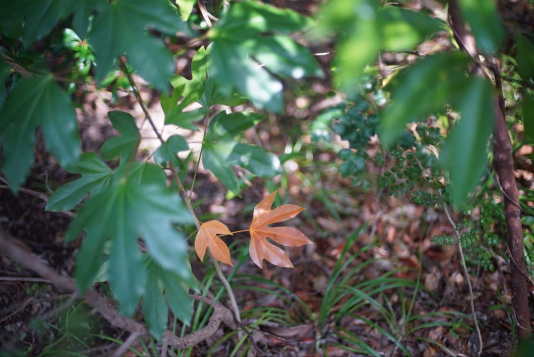 【動作確認済良品】Nikon Ai 50mm f1.4 初期保証&純正付属品付き