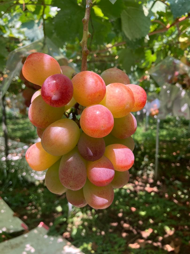 まらぎ　サンシャインレッド2k箱(3~5房入)【正味1.5k以上】常温