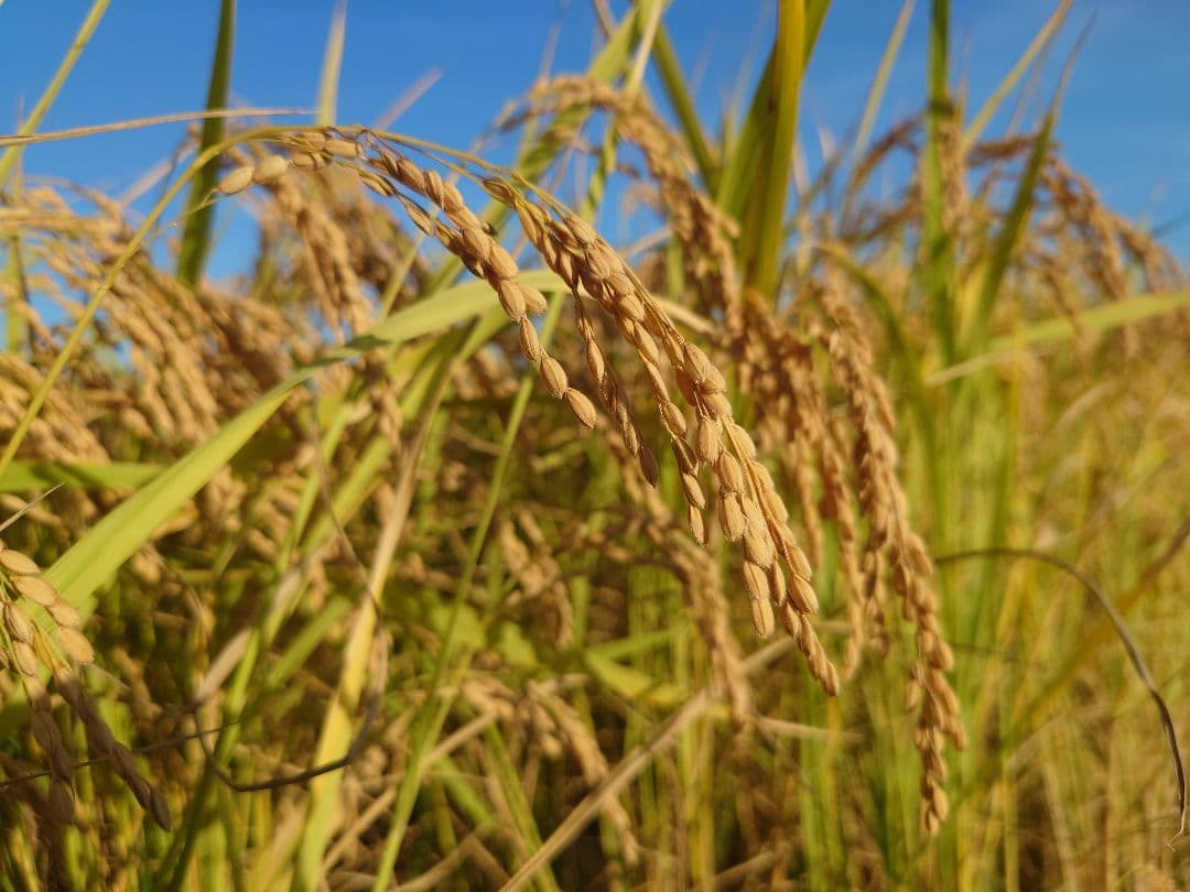 自然栽培 玄米 23kg 2025年産 コシヒカリ